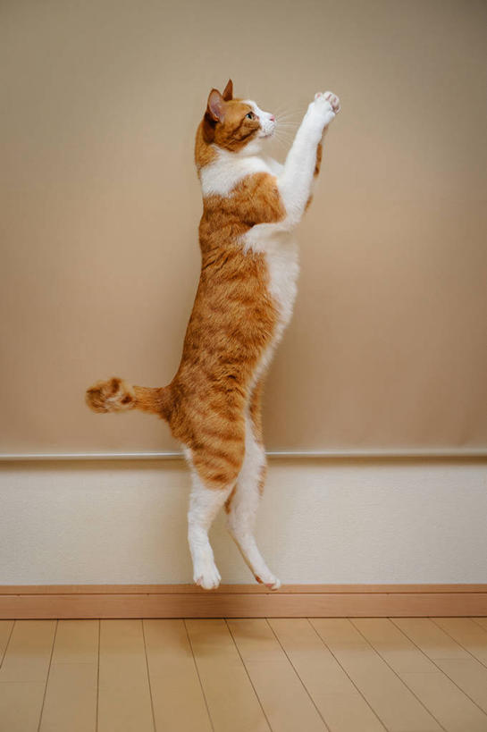 无人,跳,竖图,室内,白天,侧面,纯洁,哺乳动物,宠物,猫,野生动物,日本,墙,半空,动物,家畜,可爱,童年,童趣,摄影,接,敏捷,童真,烂漫,无邪,机敏,山口县,天真,彩图,好奇心