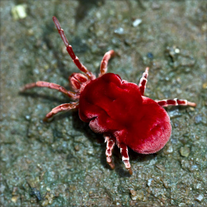 无人,方图,室外,白天,微距,野生动物,印度,昆虫,红色,摄影,泰米尔纳德邦,彩图