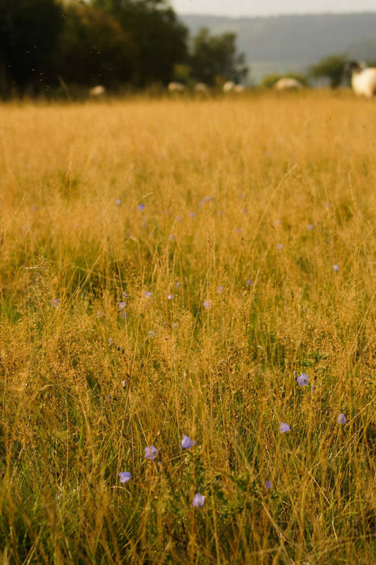 无人,竖图,室外,英国,陆地,草,花,花朵,树,蓝色,家畜,摄影,牲畜,生长,蓝铃花,赫里福德郡,绵羊,彩图