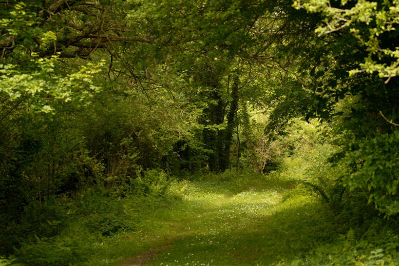 无人,横图,室外,白天,美景,日光,英国,地形,景观,绿色,风景,自然,景色,摄影,宁静,明亮,自然风光,赫里福德郡,彩图