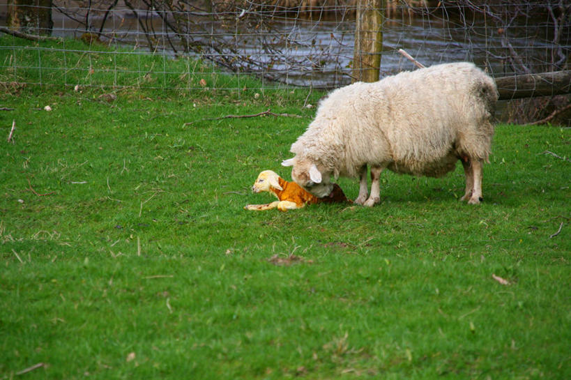 无人,横图,室外,白天,羊,英国,栅栏,苏格兰,草,动物,两只,家畜,摄影,牲畜,开端,绵羊,清洗,彩图