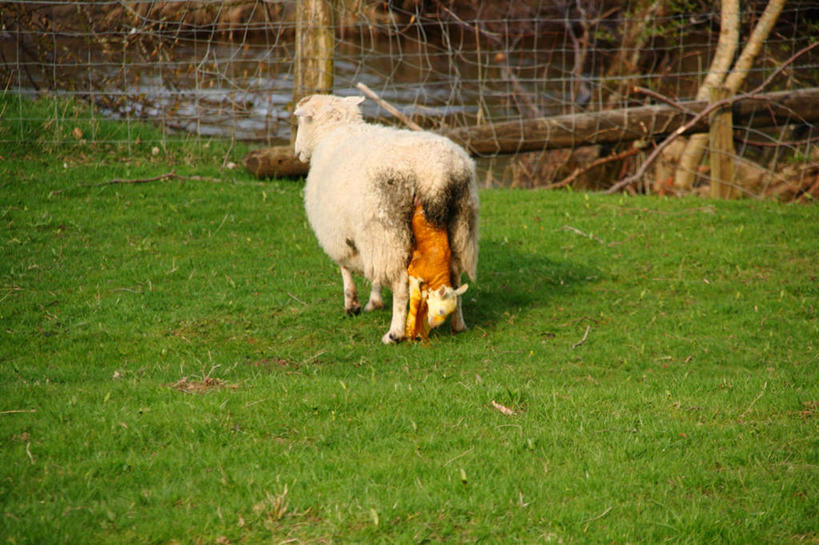 无人,横图,室外,白天,羊,英国,栅栏,苏格兰,草,动物,两只,家畜,摄影,牲畜,开端,绵羊,彩图