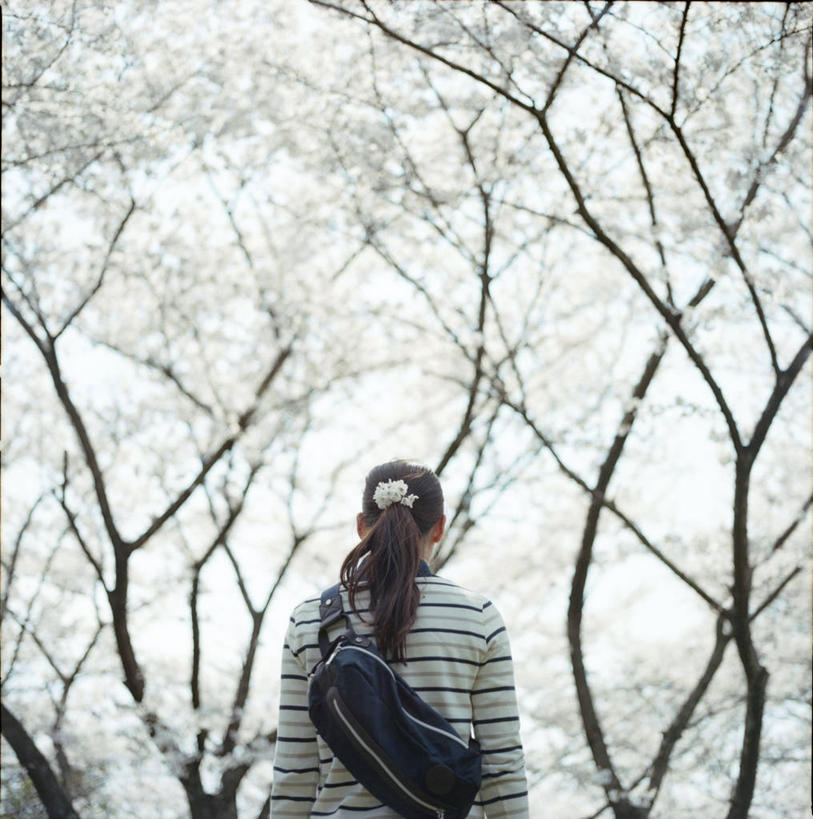 成年人,一个人,竖图,室外,白天,仰视,樱花,日本,仅一个女性,日本文化,包,枝,休闲装,花,花朵,树,背面,春天,摄影,大阪府,大阪市,步行,半身,彩图,低角度拍摄