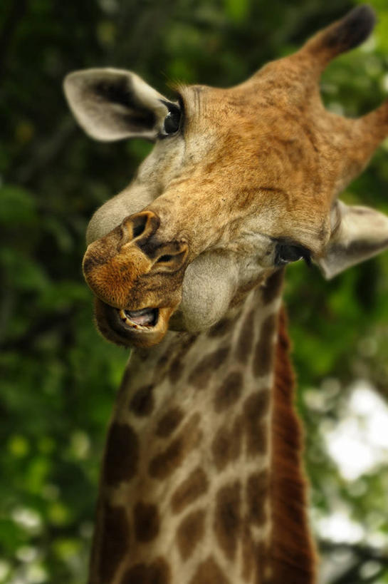 无人,竖图,室外,白天,长颈鹿,野生动物,新加坡,摄影,部分,彩图