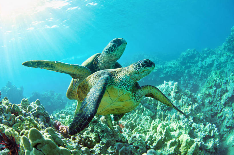 无人,横图,白天,水下,野生动物,日光,美国,珊瑚,动物,两只,摄影,太平洋岛屿,暗礁,海龟,彩图,毛伊岛