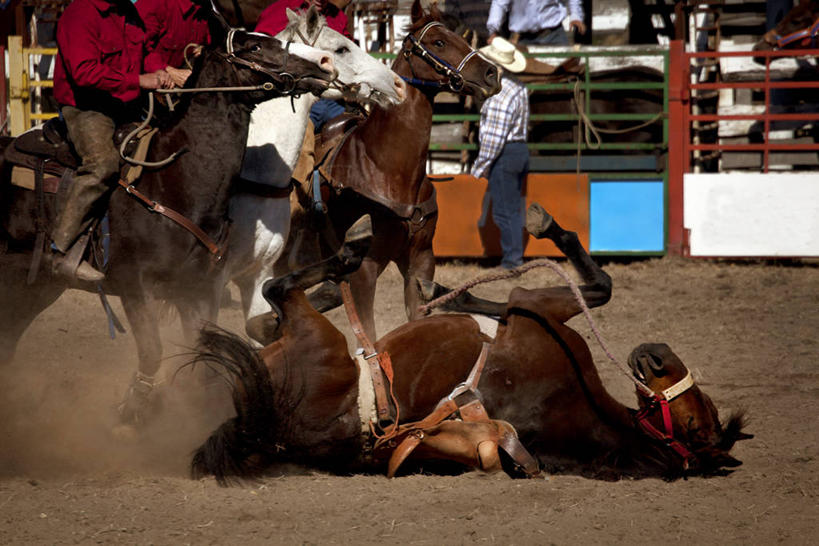 栏杆,站,坐,横图,室外,白天,风险,马,澳大利亚,四只,五个人,休闲装,牛仔帽,家畜,摄影,落下,灰尘,彩图