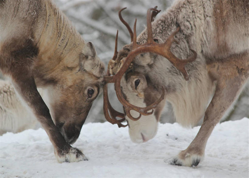 无人,横图,室外,特写,白天,雪,野生动物,瑞典,冬天,首都,动物,两只,寒冷,摄影,鹿角,驯鹿,彩图