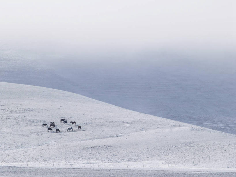 无人,横图,俯视,室外,白天,雪,马,野生动物,意大利,冬天,天空,自然,寒冷,摄影,佩鲁贾,彩图,高角度拍摄