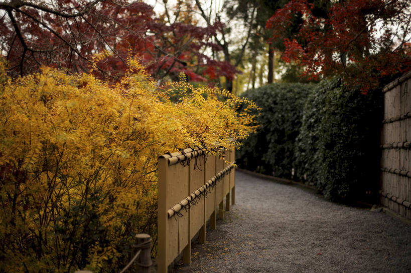 无人,横图,室外,白天,日本,日本文化,树,自然,摄影,京都府,园林,宁静,改变,秋天,彩图,单行道