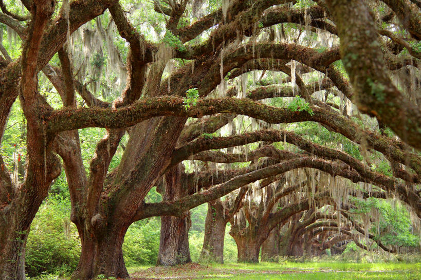 无人,横图,室外,白天,植物,美国,吊挂,悬挂,挂,草,树,树干,树木,绿色,自然,摄影,生长,成长,橡树,寄生藤,彩图,林荫大道