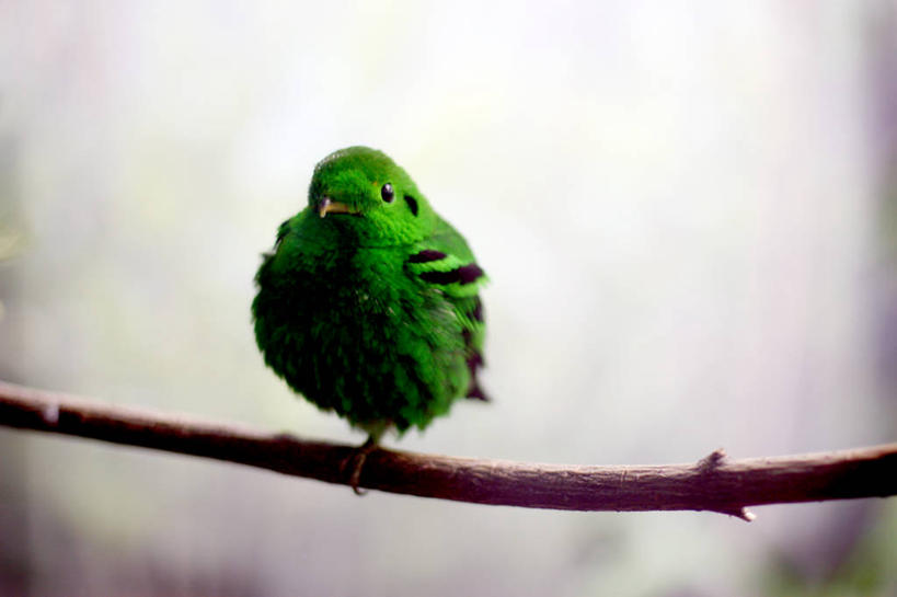 无人,横图,室外,白天,野生动物,鸟类,枝,自然,摄影,芝加哥市