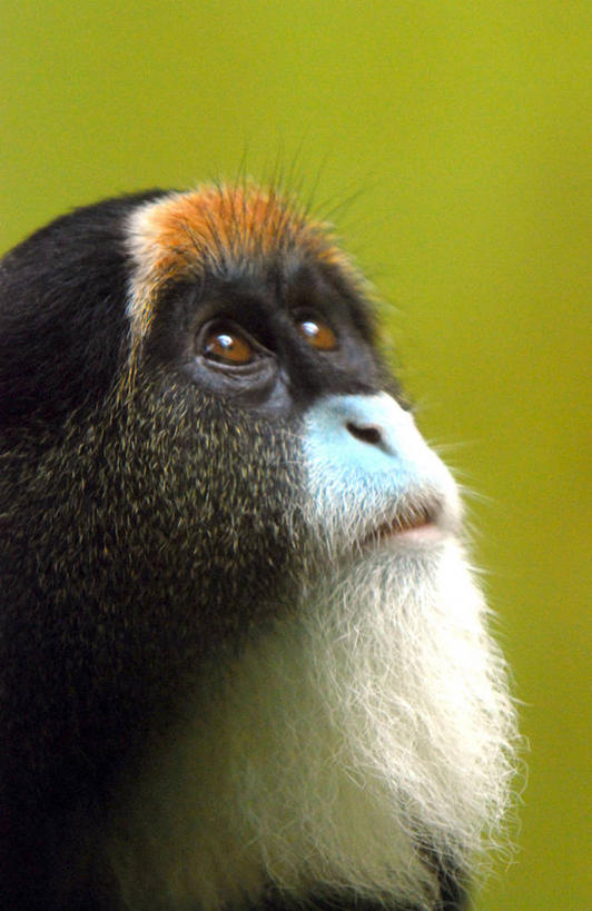 无人,竖图,室外,特写,白天,野生动物,韩国,绿色背景,向上看,摄影,京畿道,龙仁市,影棚拍摄,好奇心