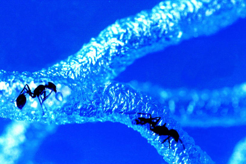 无人,横图,特写,野生动物,蓝色背景,蚂蚁,动物,两只,摄影,想法,步行,影棚拍摄,动物行为