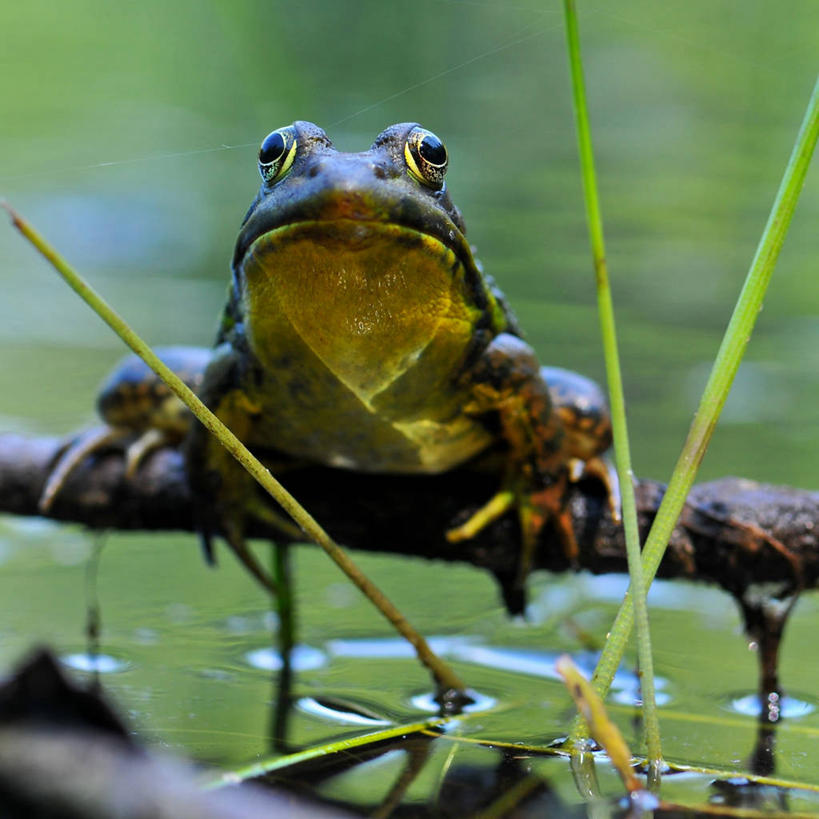 无人,方图,室外,特写,白天,野生动物,美国,池塘,自然,平衡,摄影,北美,北美洲,美洲,新罕布什尔州,北亚美利加洲,亚美利加洲,新罕布什尔,新罕布夏州,花岗岩州,花冈岩之州,滑雪之州,新英格兰,纽英仑,美利坚合众国,阿默斯特
