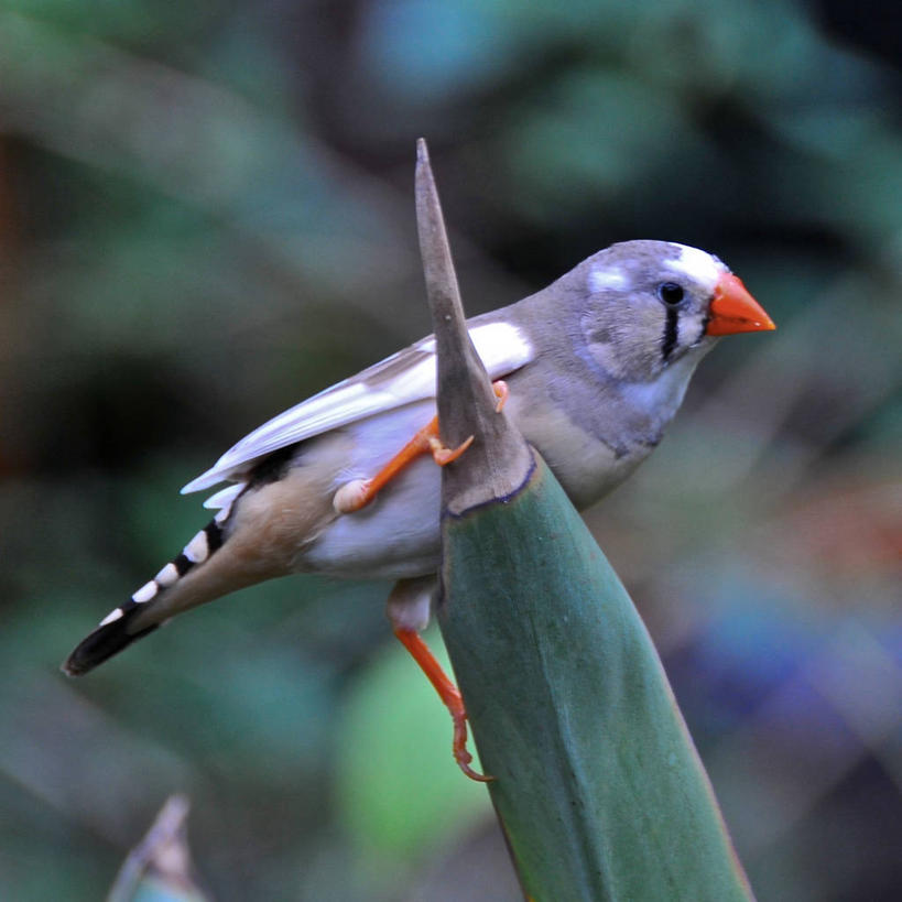 无人,方图,室外,白天,野生动物,叶子,自然,摄影,栖息,马萨诸塞