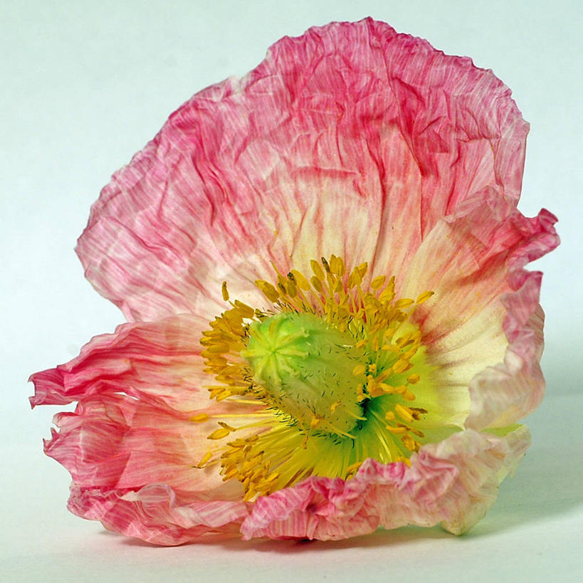 无人,方图,特写,绿色背景,盛开,花蕾,花,花瓣,花朵,鲜花,一朵,自然,花苞,花蕊,摄影,脆弱,雄蕊,影棚拍摄