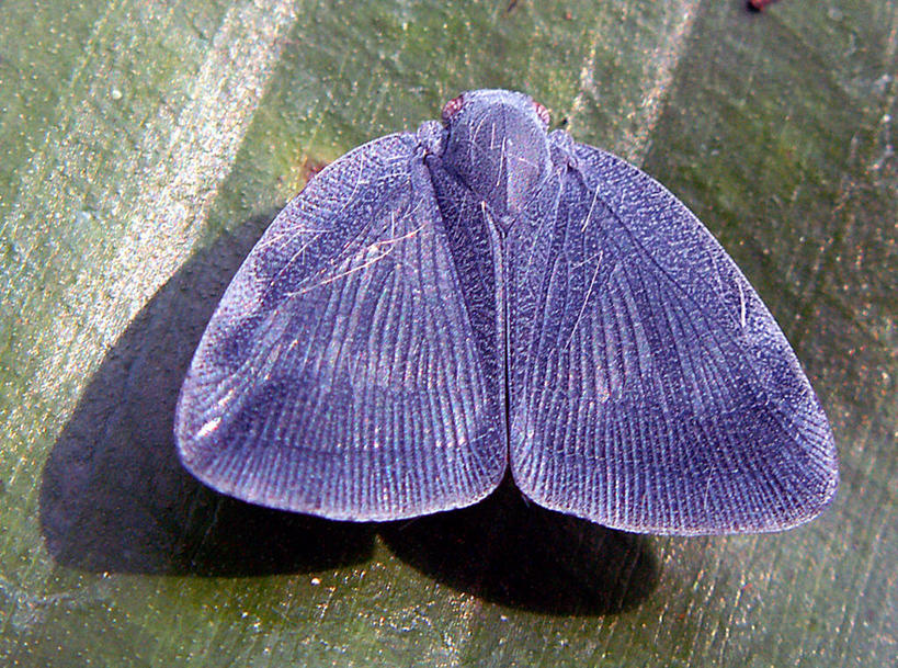 无人,横图,俯视,特写,印度尼西亚,昆虫,紫色,摄影,脆弱,伊里安查亚,高角度拍摄
