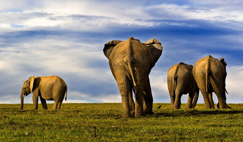 无人,横图,室外,白天,牛,南非,四只,云,非洲象,草,摄影,部分,阿多大象国家公园,东开普省,步行,排除