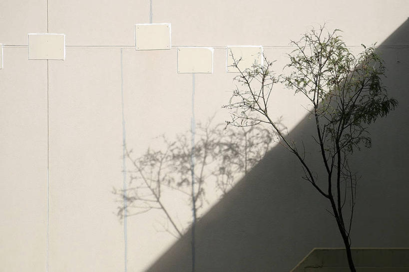 无人,横图,室外,特写,白天,建筑,新西兰,阴影,墙,枝,首都,树,自然,摄影,生长,惠灵顿,全画面,全框架,全帧,全画幅