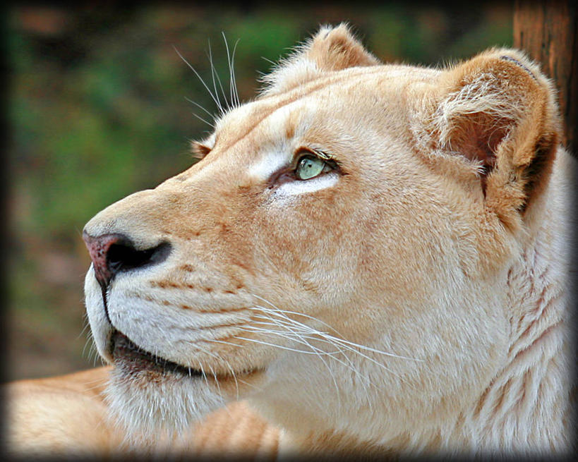 眼睛,眉毛,睫毛,无人,横图,室外,特写,白天,美景,野生动物,狮子,瞳孔,雌狮,景观,干净,绿色,自然,向上看,思考,景色,眼部,摄影,自然风光,机敏,俄亥俄州,辛辛那提,睫,眉,眼,眼睫毛,眼眉,眼眉毛,白日梦