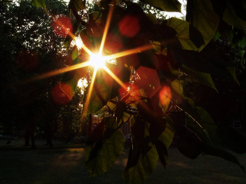 无人,横图,室外,白天,镜头眩光,仰视,太阳,叶子,日光,六边形,树,自然,摄影,宁静,环境,低角度拍摄