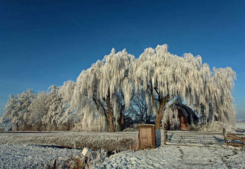 无人,横图,室外,白天,荷兰,覆盖,房屋,地形,篱笆,田地,天气,垂柳,树,自然,摄影,生长,万里无云,农舍