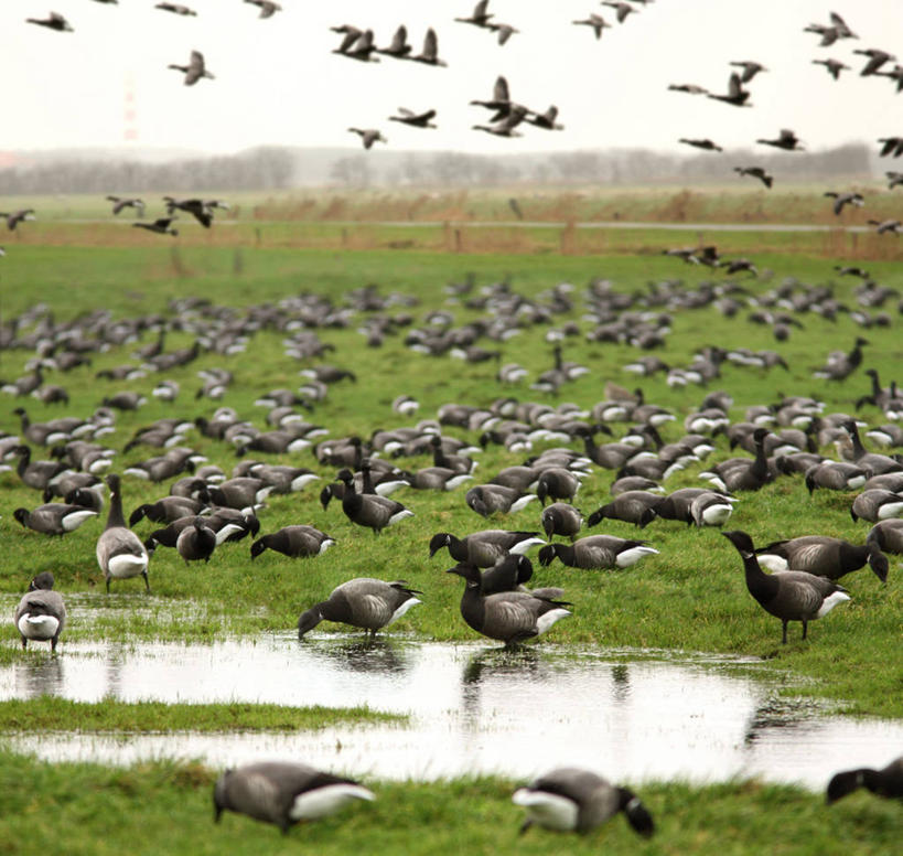 无人,横图,室外,白天,水,野生动物,荷兰,一群,许多,喝,丰富,鸟类,田地,很多,飞,草,风景,自然,摄影,宁静,黑雁,喂养,弗里斯兰省,水坑