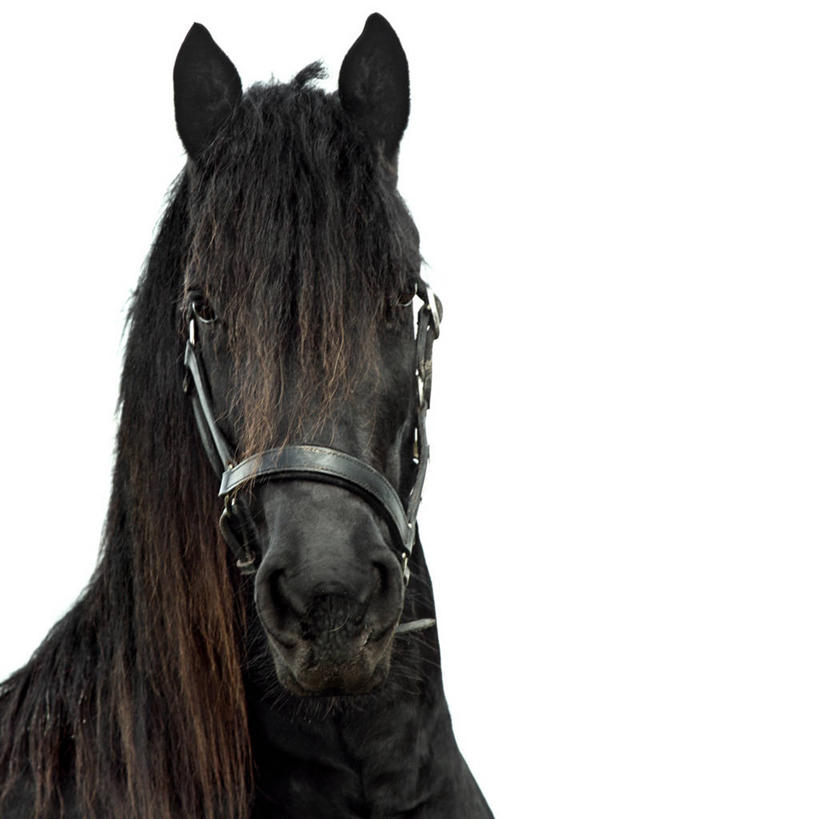 无人,方图,特写,白色背景,马,黑色,家畜,力量,摄影,食草动物,优美,鬃毛,影棚拍摄