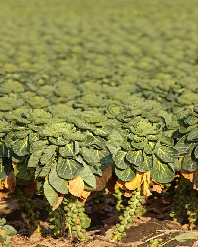 无人,竖图,室外,白天,农业,美景,植物,蔬菜,叶子,荷兰,丰富,地形,景观,田地,饮食,自然,景色,摄影,生长,清新,自然风光,健康食物,球芽甘蓝