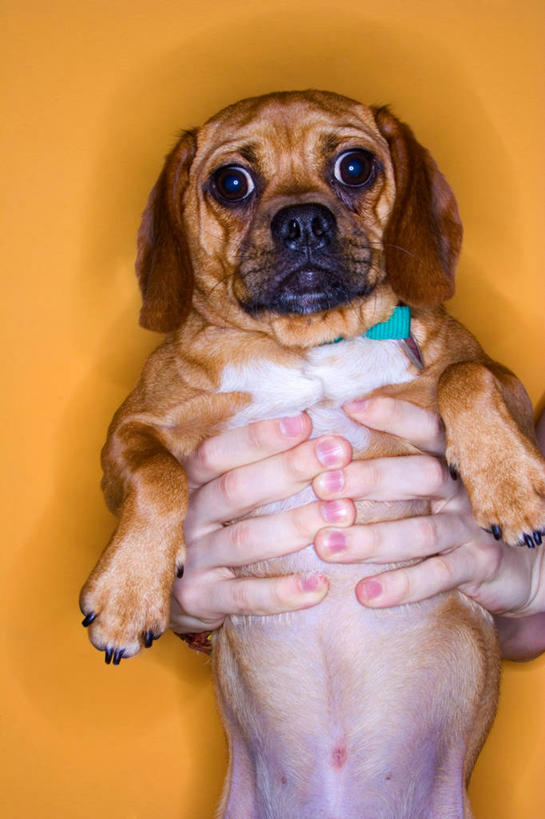 西方人,手,一个人,竖图,特写,宠物,狗,欧洲,欧洲人,仅一个男性,橙色背景,阴影,拿着,人体,摄影,关爱,肖像,白种人,影棚拍摄