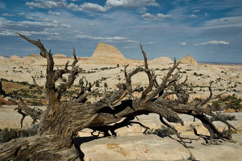 无人,栏杆,横图,室外,白天,美景,沙漠,山,植物,美国,栅栏,地平线,地形,景观,篱笆,云,围栏,辽阔,地面,山谷,护栏,树,风景,天空,自然,广阔,景色,摄影,落下,一望无际,死亡,北美,北美洲,犹他州,自然风光,延伸,美洲,干的,圆顶礁国家公园,天地相交,结束,北亚美利加洲,亚美利加洲,犹他,蜂窝之州,蜂房州,无边无际,一马平川,国会礁脉国家公园,沙岩,国会礁国家公园,自然地理,美利坚合众国,独处