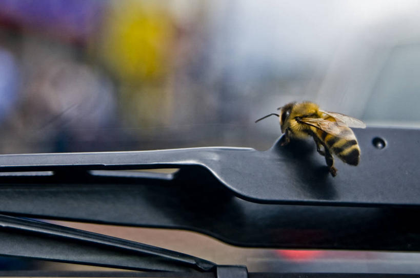 无人,横图,室外,特写,白天,汽车,野生动物,蜜蜂,英国,昆虫,挡风玻璃,雨刷器,雨刷,首都,自然,运输,摄影,部分,雨刮器,刮雨器