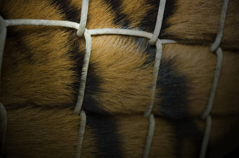 无人,横图,特写,虎,美国,条纹,笼子,摄影,部分,北美,北美洲,美洲,佛罗里达,奥兰多,佛罗里达州,佛州,阳光州,北亚美利加洲,亚美利加洲,全画面,全框架,全帧,美利坚合众国,全画幅