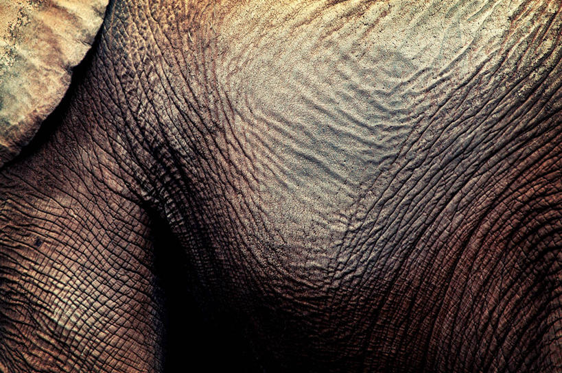 皱纹,无人,横图,室内,特写,西班牙,巴塞罗那,褐色,动物,摄影,部分,加泰隆尼亚,干的,伊比利亚半岛,肌理,象,影棚拍摄,巴塞罗那省