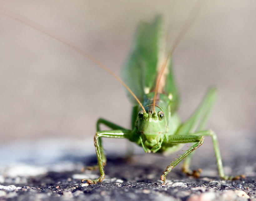 无人,站,横图,室外,特写,白天,正面,野生动物,瑞典,蚱蜢,绿色,自然,动物,摄影,环境,斯堪狄纳维亚半岛