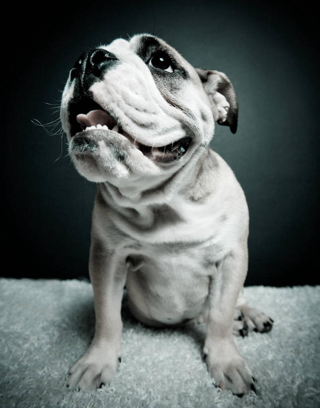 无人,坐,竖图,室内,地毯,宠物,狗,美国,斗牛犬,动物,装饰物,看,向上看,家畜,摄影,享乐,英格兰斗牛犬,马萨诸塞,新英格兰,晕影,纯种犬