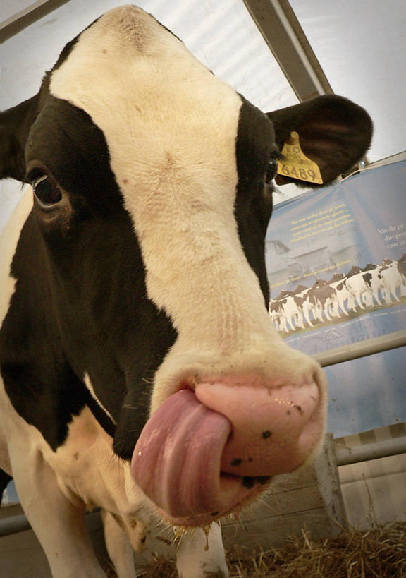 无人,竖图,室内,白天,牛,罗马尼亚,首都,动物,家畜,舔,摄影,牲畜,食草动物,幽默,偶蹄目,母牛,布加勒斯特,好奇心