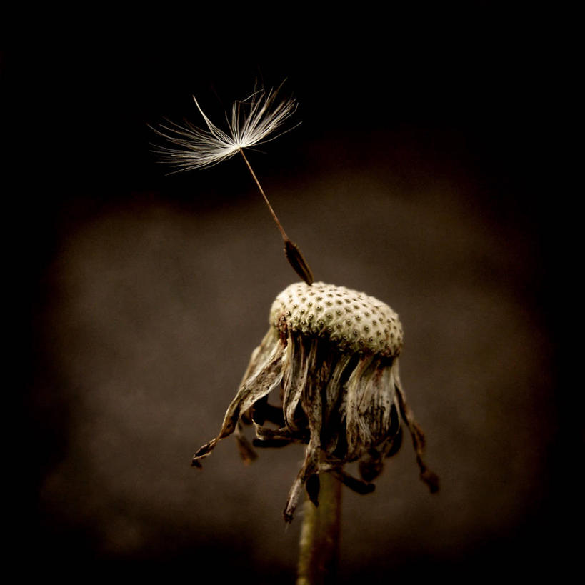 无人,方图,室外,特写,白天,植物,蒲公英,乌克兰,枯萎,茎,种子,首都,两个,自然,摄影,环境,死亡,脆弱,反差,基辅,枯败,虚弱,开端