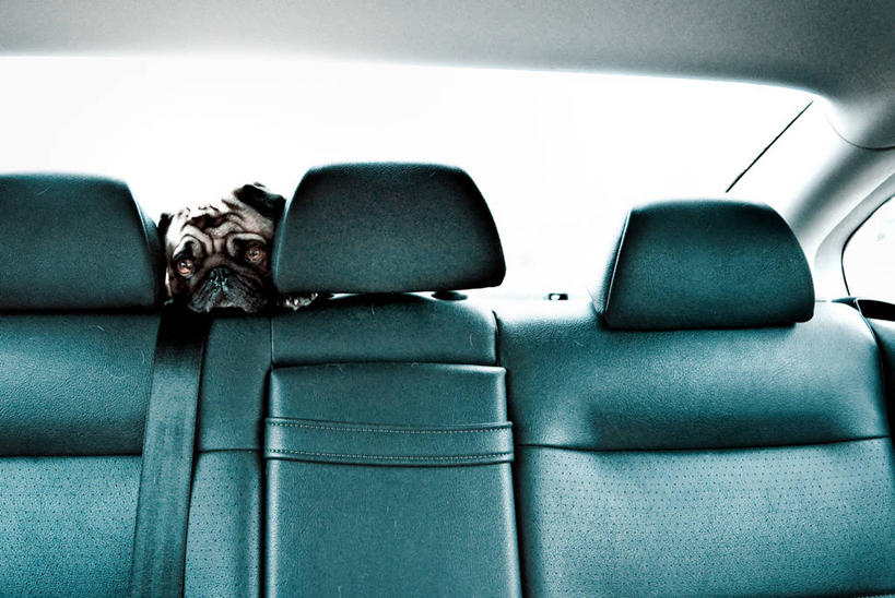 无人,横图,白天,寂寞,汽车,宠物,狗,美国,小的,机动车,动物,家畜,运输,摄影,哈巴狗,北美,北美洲,恐怖,加利福尼亚,美洲,北亚美利加洲,亚美利加洲,波多黎各,害羞,旅行,美利坚合众国,纯种犬