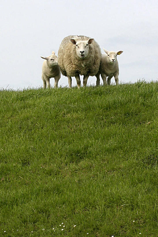 无人,竖图,室外,白天,留白,正面,旅游,度假,农业,牧场,草地,美景,荷兰,三只,景观,田地,娱乐,绿色,自然,动物,春天,享受,休闲,家畜,景色,放松,摄影,牲畜,自然风光,格罗宁根,绵羊