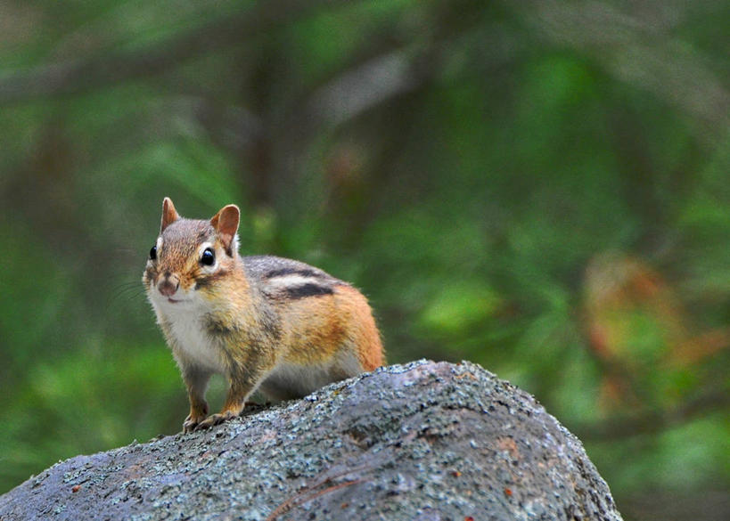 无人,坐,横图,室外,白天,野生动物,美国,自然,动物,摄影,环境,北美,北美洲,美洲,新罕布什尔州,北亚美利加洲,亚美利加洲,新罕布什尔,新罕布夏州,花岗岩州,花冈岩之州,滑雪之州,新英格兰,纽英仑,岩石,美利坚合众国,阿默斯特