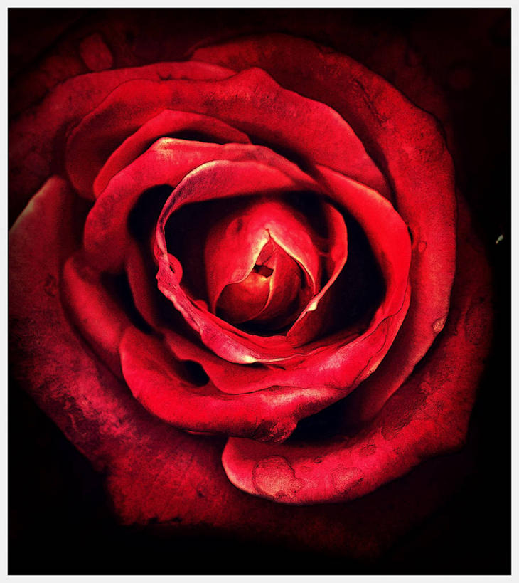 无人,竖图,室内,特写,玫瑰,日本,黑色背景,盛开,花蕾,花,花瓣,花朵,鲜花,一朵,一个,红色,黑色,花苞,花蕊,摄影,单个,东亚,影棚拍摄