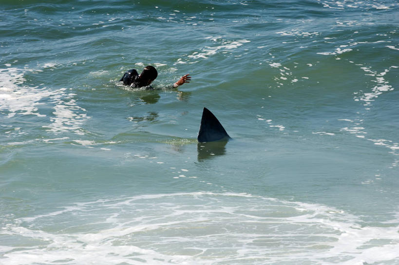 游泳,西方人,一个人,横图,室外,白天,海洋,水,鲨鱼,欧洲,美国,欧洲人,动物,摄影,部分,鳍,北美,北美洲,越过,加利福尼亚,美洲,北亚美利加洲,亚美利加洲,背鳍,圣马特奥县,危险,白种人,美利坚合众国