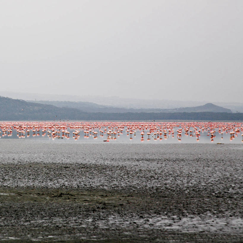 无人,方图,室外,白天,山,山脉,肯尼亚,一群,许多,丰富,火烈鸟,鸟类,很多,天空,摄影,宁静,部分,东非,旅行