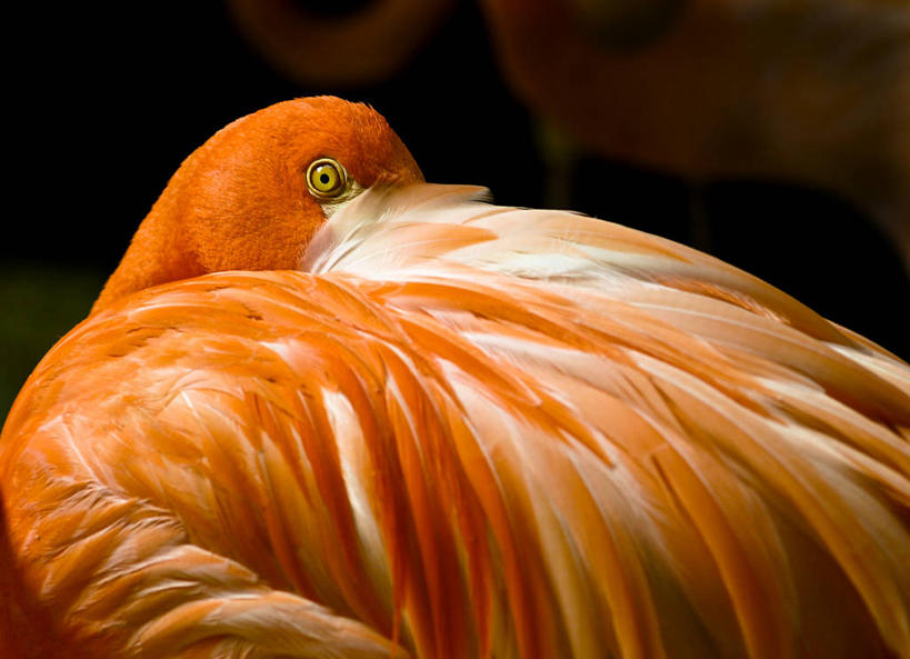 无人,横图,室外,白天,野生动物,羽毛,墨西哥,火烈鸟,动物,看,凝视,摄影,拉丁美洲,肯他纳罗,机敏,图伦