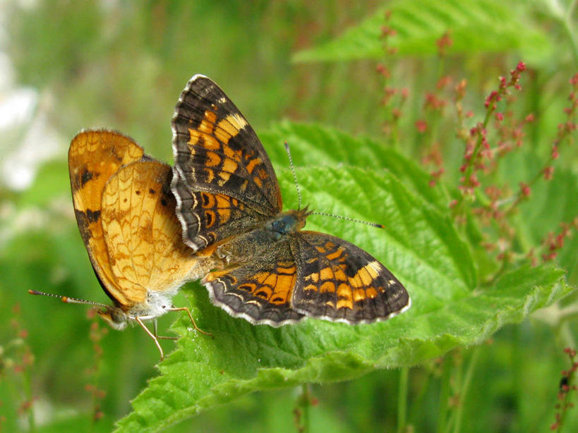 无人,横图,俯视,室外,特写,白天,野生动物,蝴蝶,叶子,美国,昆虫,动物,两只,摄影,生长,北美,北美洲,脆弱,交配,美洲,马萨诸塞,新罕布什尔州,性行为,北亚美利加洲,亚美利加洲,新罕布什尔,新罕布夏州,花岗岩州,花冈岩之州,滑雪之州,新英格兰,纽英仑,高角度拍摄,美利坚合众国