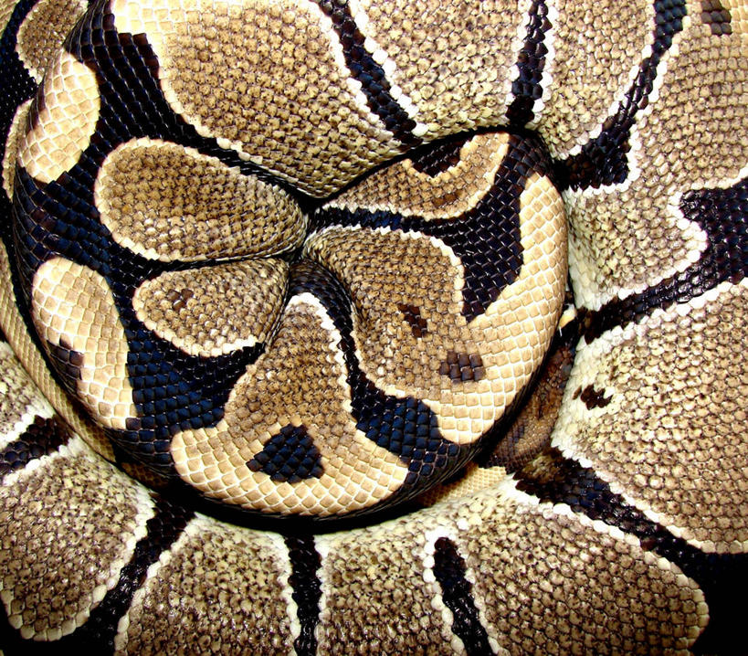 无人,横图,俯视,特写,背景,野生动物,美国,环绕,缠绕,动物,摄影,部分,北美,北美洲,巨蟒,美洲,纠缠,北亚美利加洲,亚美利加洲,爱达荷,式样,高角度拍摄,全画面,全框架,全帧,美利坚合众国,全画幅,卷须