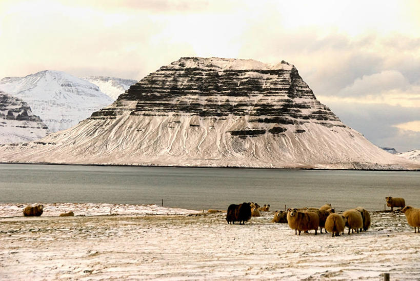 无人,横图,室外,白天,旅游,度假,美景,山,雪,雪山,路,欧洲,冰岛,地形,景观,山顶,云,冬天,羊群,娱乐,天空,自然,享受,休闲,家畜,景色,放松,寒冷,摄影,牲畜,环境,自然风光,北欧,冰岛共和国,斯奈山半岛,绵羊