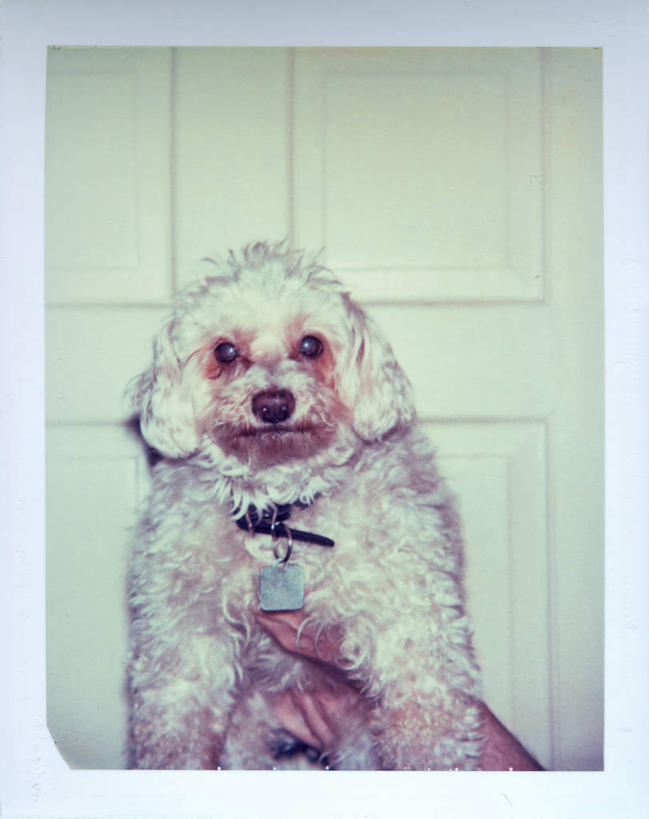 无人,竖图,室内,特写,白天,宠物,美国,动物,家畜,摄影