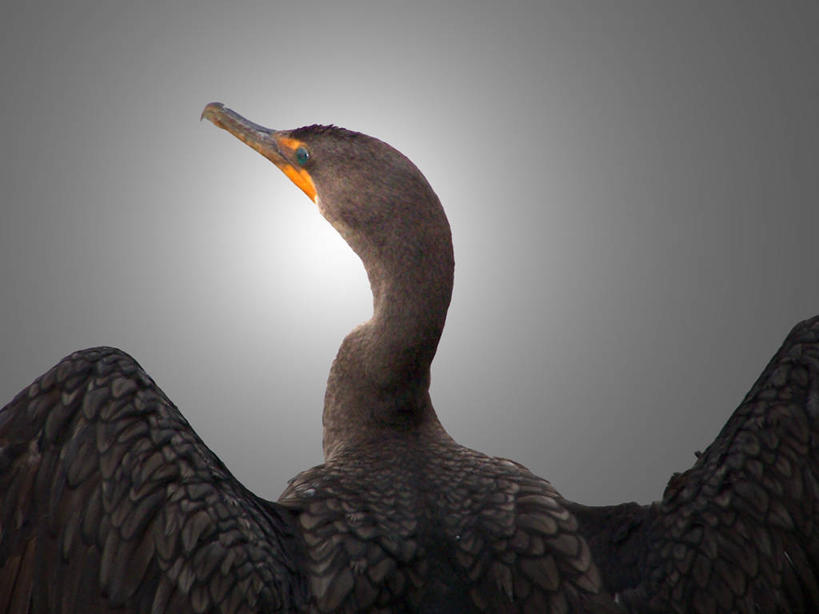 无人,横图,室外,特写,白天,仰视,海鸟,野生动物,美国,翅膀,鸬鹚,鸟类,天空,自然,动物,摄影,环境,北美,北美洲,加利福尼亚,美洲,逆光,喙,北亚美利加洲,亚美利加洲,圣马特奥县,低角度拍摄,美利坚合众国